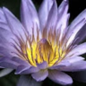 Meet your Posher, Renee